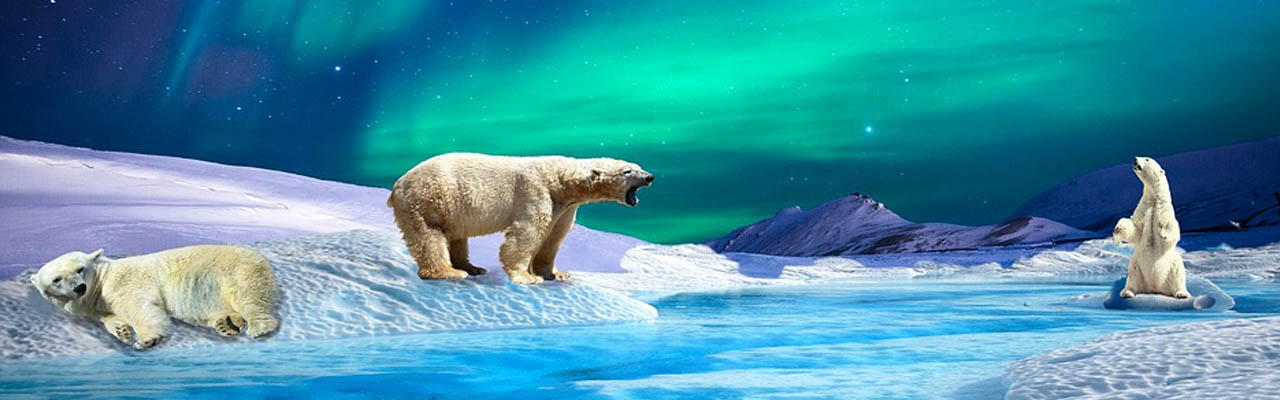 osos tromso
