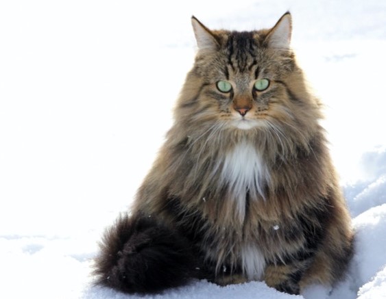 Gato Bosque de Noruega