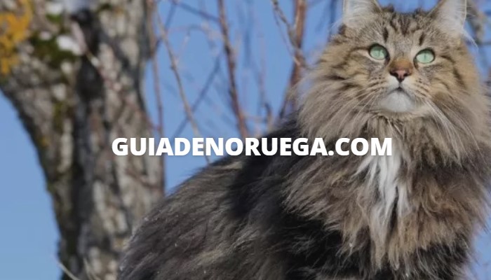 Bosque de Noruega
