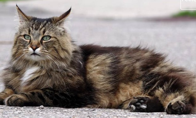 Norsk Skogkatt